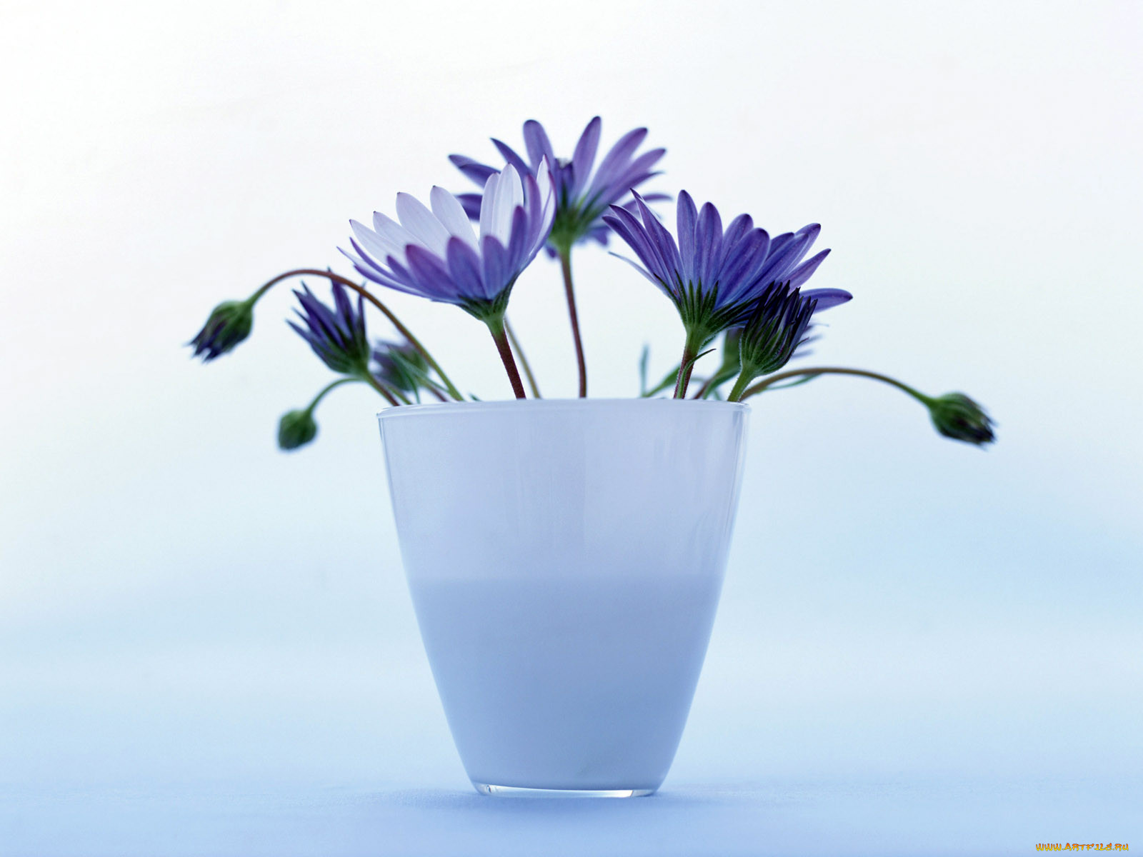 homeflower, , 
